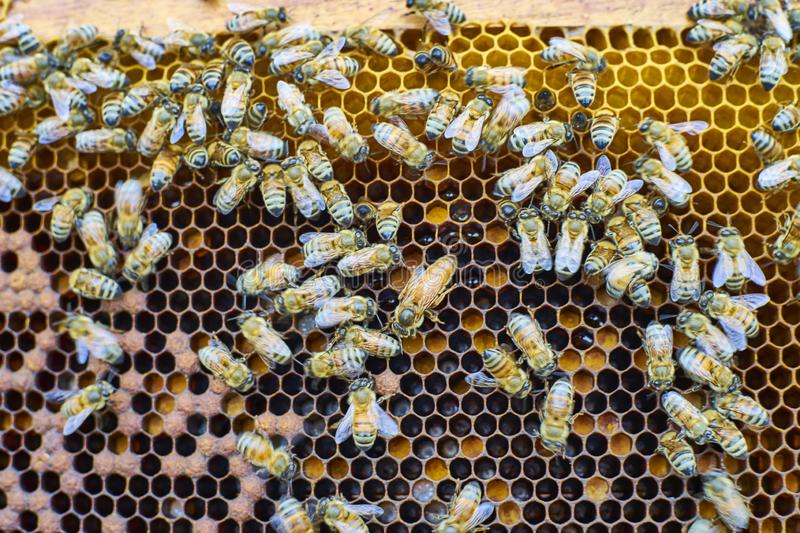 Bee Removal Adelaide Addify